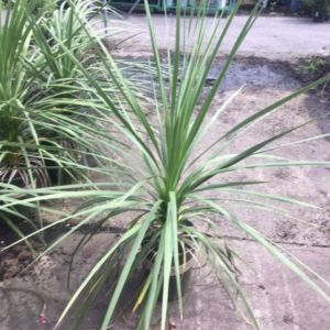 Dracaena spike get a quote