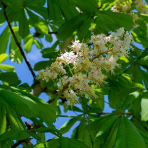 Aesculus indica ‘ Indian Horse Chestnut ‘ Buckeye ‘ Horse Chestnut get a quote