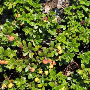 Arctostaphylos uva-ursi ‘Massachusetts’ – Common Bearberry – Kinnikinick – Comarostaphylis – Bearberry – Manzanita get a quote