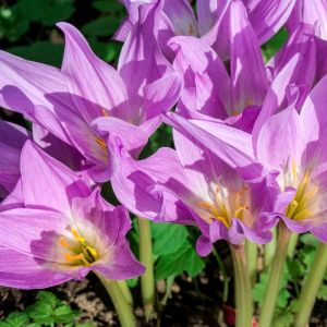 Colchicum speciosum – Colchicum bornmuelleri of gardens – Autumn Crocus – Meadow Saffron – get a quote