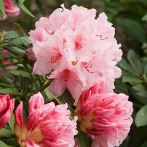 Rhododendron ‘Hydon Dawn’ – Azaleas – get a quote