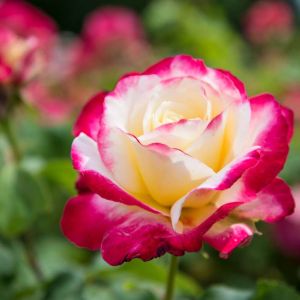 Rosa ‘Double Delight’ – Rose ‘Double Delight’ get a quote