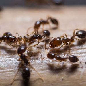 Red Imported Fire Ant –  Solenopsis invicata get a quote