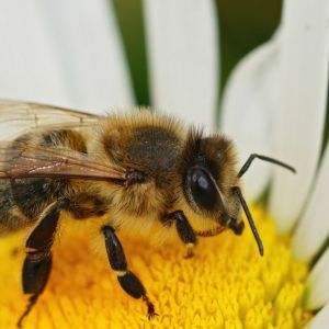 Honey Bee – Apis melifera get a quote