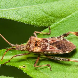 Western Conifer Seed Bug – Leptoglossus occidentalis get a quote