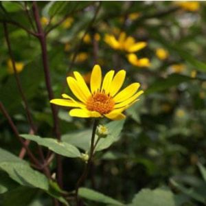 Heliopsis ‘Summer Nights’ – Smooth Ox Eye – get a quote
