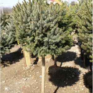 Topiary – Picea omorika ‘Nana’ Standard get a quote