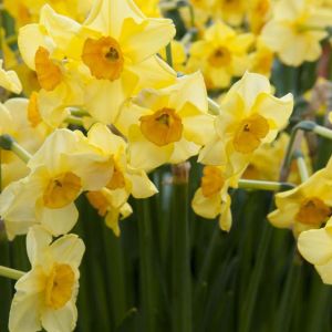 Narcissus ‘Golden Dawn’ – Daffodil ‘Golden Dawn’ get a quote