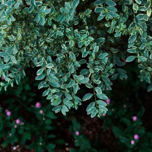 Ligustrum sinense ‘Variegatum’ – Chinese Privet – Small-leafed Privet – Privet – get a quote