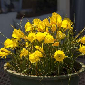 Narcissus ‘Golden Bells’ – Daffodil  ‘Golden Bells’ get a quote