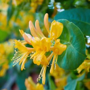 Lonicera tragophylla – Honeysuckle – Woodbine – get a quote