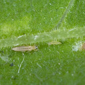 Western Flower Thrips – Frankliniella occidentalis get a quote