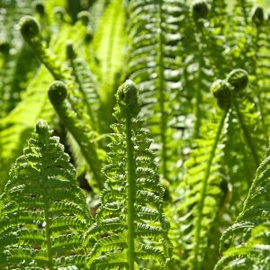 Buy Ferns Plants