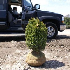 Buxus sempervirens – Common Boxwood – European Box – Box – Boxwood – get a quote