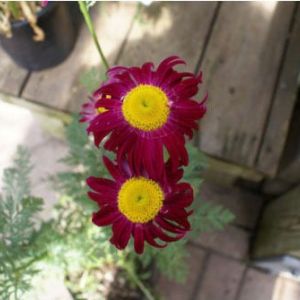 Tanacetum coccinium ‘James Kelway’ – Painted daisy – get a quote