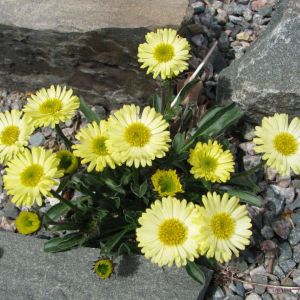 Erigeron aureus – Fleabane – get a quote