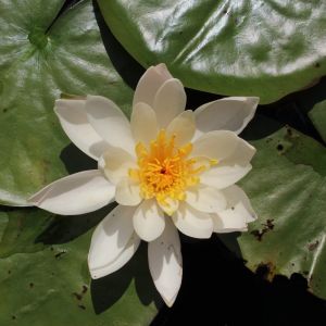 Nymphaea odorata ‘Turicensis’ – Pond Lily – White Waterlily – Waterlily – get a quote