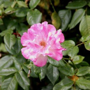 Rosa ‘Handel’ – Rose ‘Haendel’ – get a quote