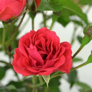 Rosa ‘Orange Triumph’ – Rose ‘Orange Triumph’ get a quote