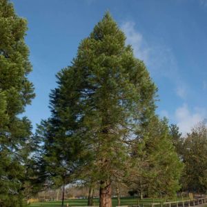 Sequoiadendron giganteum – Giant Redwood – Sierra Redwood – Sequoia gigantea – Giant Sequoia – Big Tree – get a quote