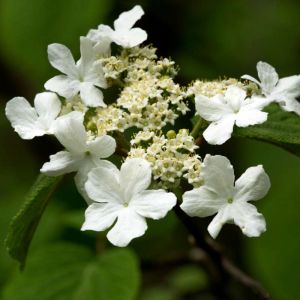 Viburnum lantanoides – Viburnum alnifolium – Hobble Bush get a quote