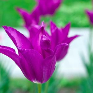 Tulipa ‘Purple Dream’ – Tulip ‘Purple Dream’ get a quote