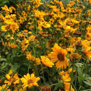 Coreopsis ‘Jethro tull’ – Tickseed get a quote