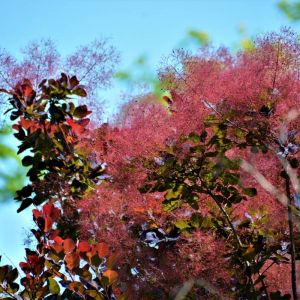 Cotinus coggygria ‘Royal Purple’ – Rhus cotinus – Venetian sumac – Eurasia Smoke Bush – Smoke Tree – Smoke Bush – get a quote