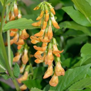 Lathyrus aureus – Lathyrus luteus of gardens – Lathyrus vernus var aurantiacus – Orobus aureus get a quote