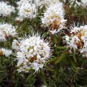 Ledum palustre – Marsh Tea – Crystal Tea – Marsh Ledum – Wild Rosemary – get a quote