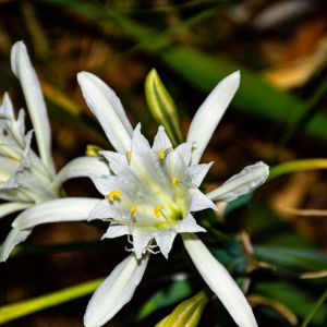 Pancratium maritimum – Sea Daffodil – Sea Lily – get a quote