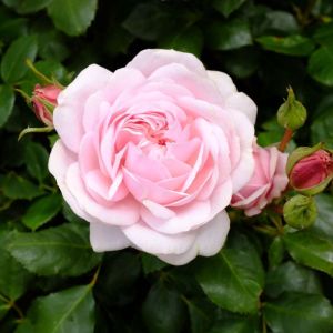 Rosa ‘Morden Blush’ – Rose ‘Morden Blush’ get a quote