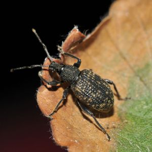 Black Vine Weevil – Otiorhynchus sulcatus get a quote