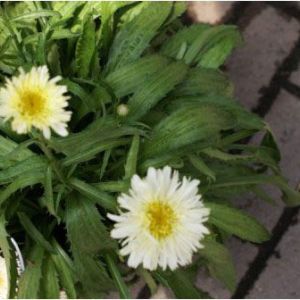 Chrysanthemum maxium ‘Goldrush’ get a quote