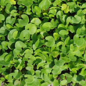 Dichondra micrantha – Dichondra – get a quote