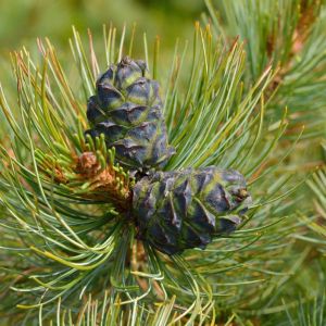 Pinus pumila – Dwarf Siberian Pine – Japanese Stone Pine – Pine – get a quote