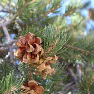 Pinus monophylla – Single-leaf Pinyon – Pine – get a quote