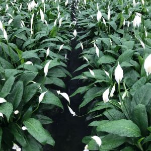 Spathiphyllum – Peace lily get a quote