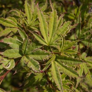 Acer palmatum  ‘Butterfly’ – Maple get a quote