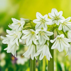 Allium triquetrum – Three-cornered Leek – Three cornered Garlic – Onion get a quote