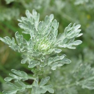 Artemisia absinthium – Abinth – Wormwood – Common Wormwood – Mugwort – Sagebrush – Wormwood get a quote