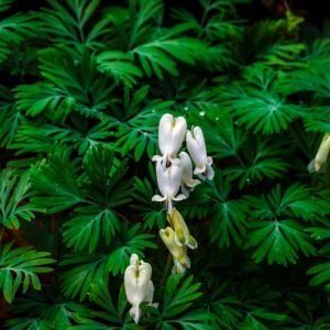 Dicentra canadensis – Bleeding Heart – get a quote