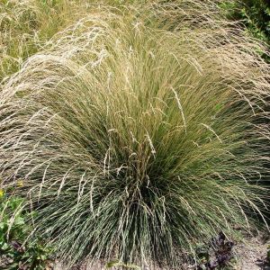 Festuca mairei – Maire’s Fescue – Atlas Fescue – Moroccan Fescue – Fescue – get a quote