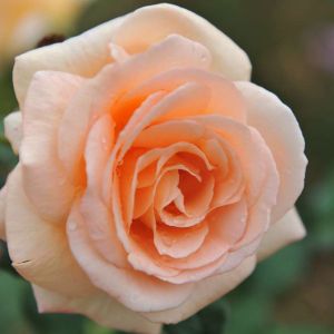 Rosa ‘Apricot Nectar’ – Rose ‘Apricot Nectar’ get a quote