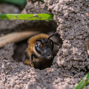 Ground-Nesting Bees get a quote