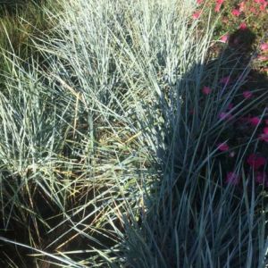 Leymus arenarius – Elymus arenarius – Lyme Grass – European Dune Grass – Wild Rye – get a quote