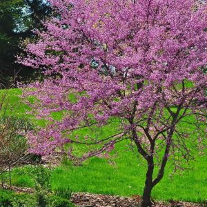 Cercise canadensis ‘Forest Pansy’ – Redbud – Canadian redbud –  Forest pansy get a quote