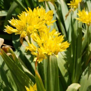 Allium moly – Golden Garlic – Lily Leek – Onion get a quote