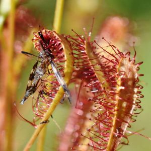 Drosera anglica – English Sundew – Great Sundew – Sundew – Daily Dew – get a quote