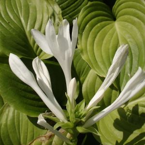 Hosta ‘Royal Standard’ – Plantain Lily ‘Royal Standard’ get a quote